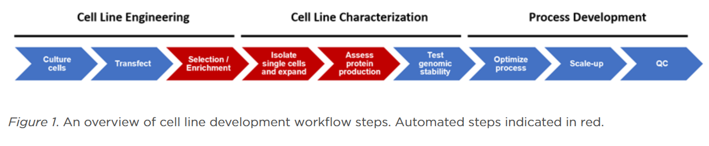 Process Development Cell Cell Line Development in Pharmaceutical Manufacturing: A Comprehensive ...